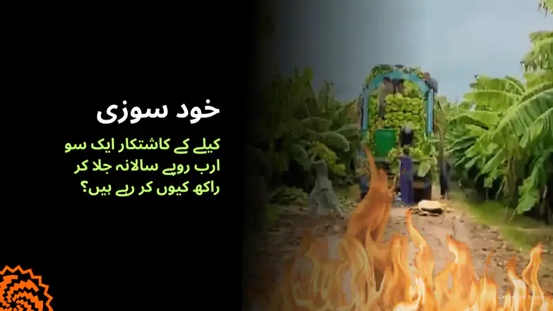خود سوزی: کیلے کے کاشتکار 100 ارب روپے سالانہ کیوں جلا رہے ہیں؟